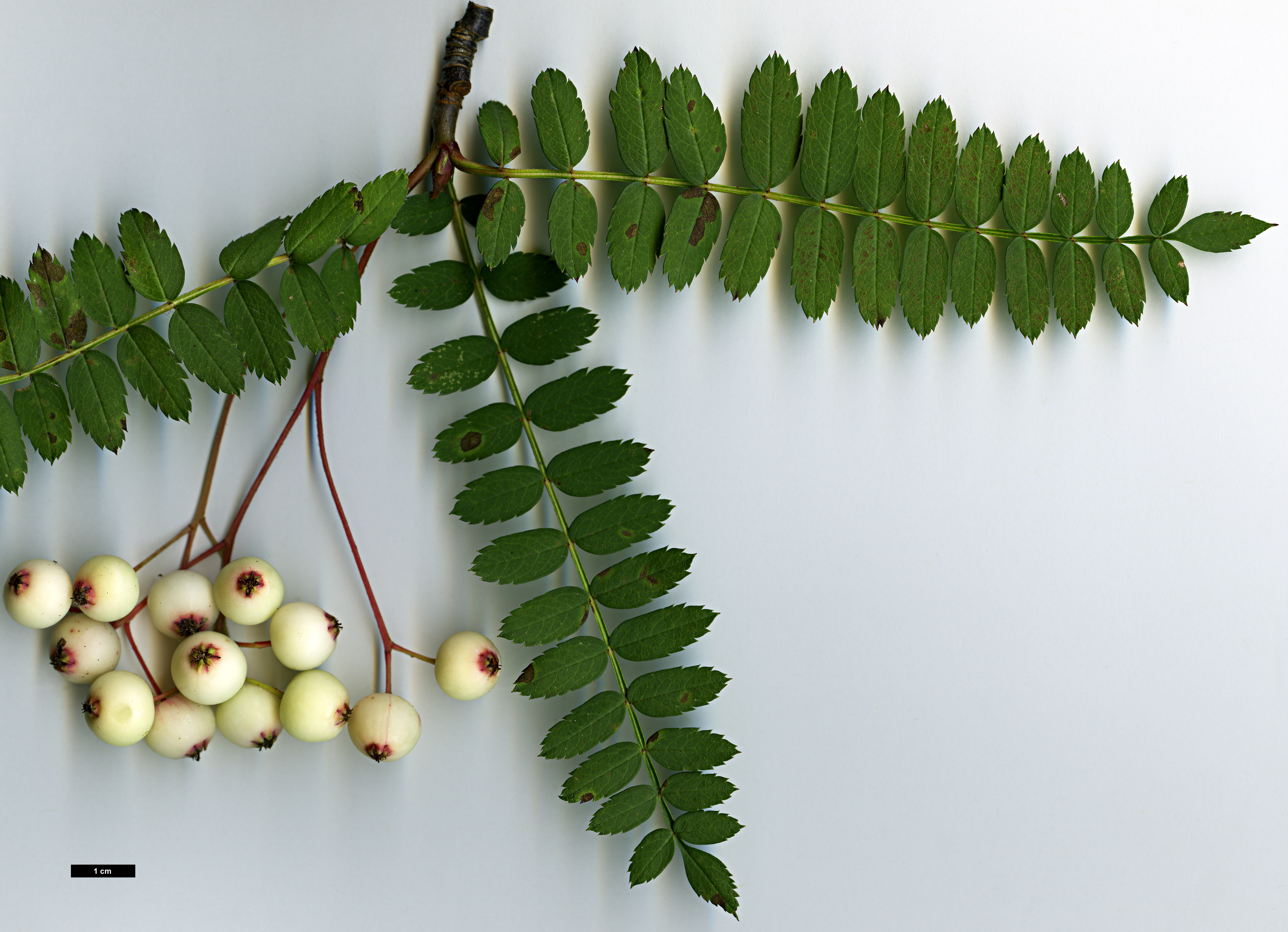 High resolution image: Family: Rosaceae - Genus: Sorbus - Taxon: KR 5100A (S. aff. filipes)